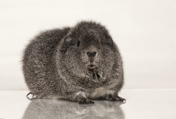 Guinea pig