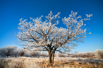 oak tree in the field