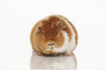 Guinea pig