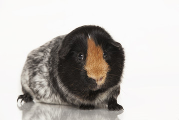Fototapeta premium Guinea pig