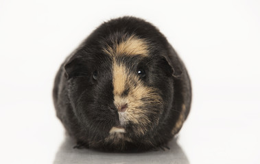 Guinea pig
