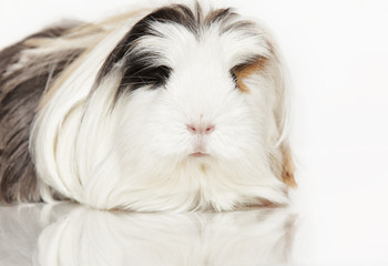 Guinea pig