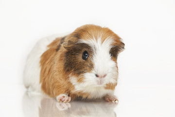 Guinea pig