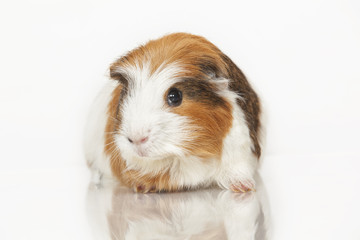 Guinea pig