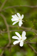Magnolia.