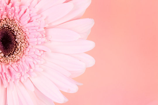 Fototapeta sweet pink  Gerbera flower, romantic moment