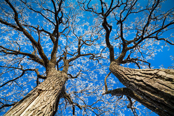 tree branches covered with hoarfrost against the blue sky