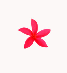 lilies is isolated on white background