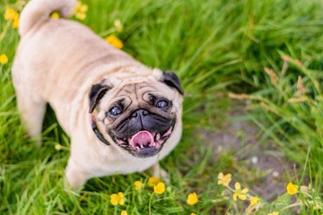 Female Pug At the Park