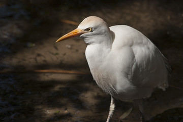 cattle egret walking