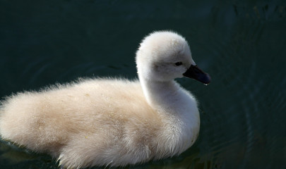bébé cygne blanc
