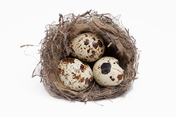 egg in a nest on a white background