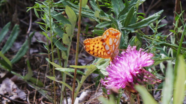 Orange Butterfly on a purple flower.