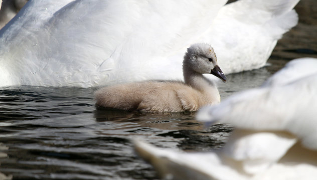 279 Images Photos Et Illustrations Vectorielles Stock Appropriees Sur Le Theme Cygneau Adobe Stock