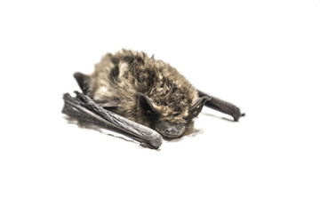 Junge Feldermaus
