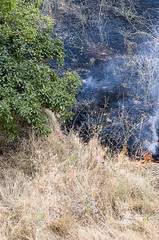 Bush Fire Vertical    