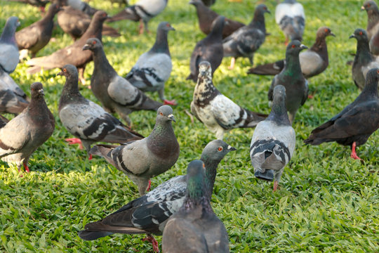 Pigeons are eating food on the grass in public park