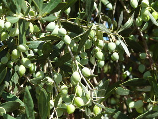 Viele grüne Oliven am Baum