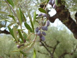 kleine schwarze Oliven