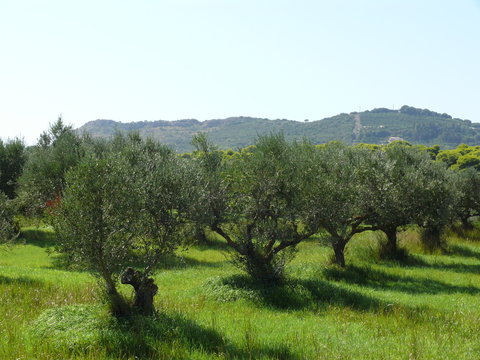Reihe an Olivenbäumen
