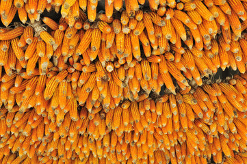 dried Corn