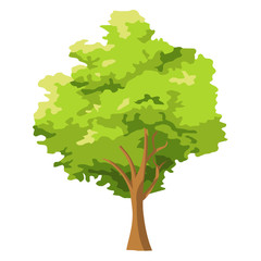 tree isolated illustration