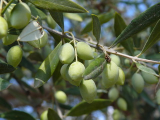 Viele grüne Oliven