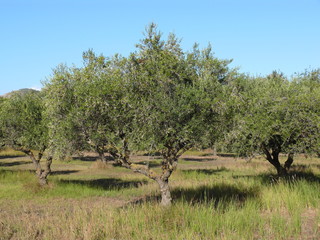 Sch&ouml;ne Olivenb&auml;ume mit Sommerhimmel