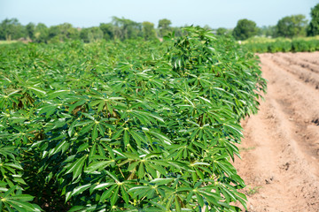 Cassava plantation
