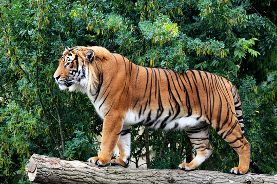 A powerful tiger close-up. The gaze of a tiger. Eye of the tiger. The grin of a tiger. Grin tiger. Tiger profile. Stock photo.
