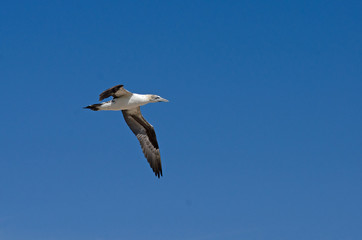 Fou de Bassan immature