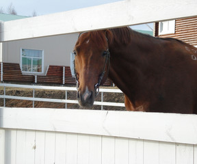 Portrait of a horse walking in paddock of horse club
