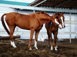 Two horses play in the paddock