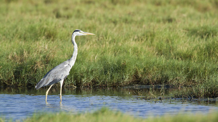 Obraz premium Grey heron in Pottuvil, Sri Lanka