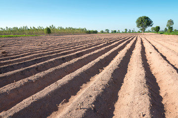 Cassava plantation