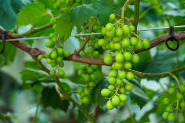 young green grapes.