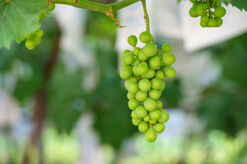 young green grapes.