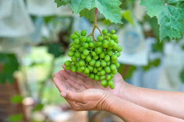 Naklejka na ściany i meble young green grapes.