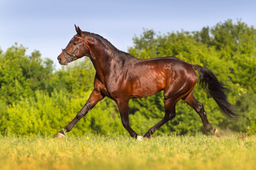 Bay stallion trotting in spring field