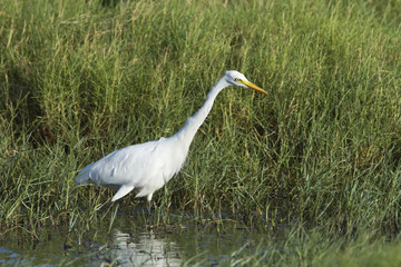Intermediate Egret in Pottuvil, Sri Lanka