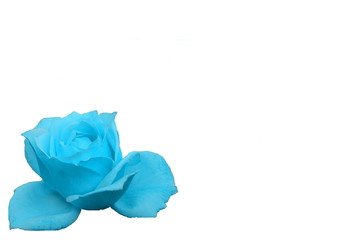 The flower of the rose -colored Blue