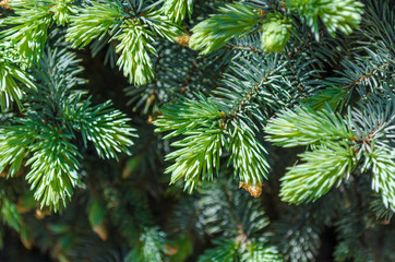 Spruce tree branch