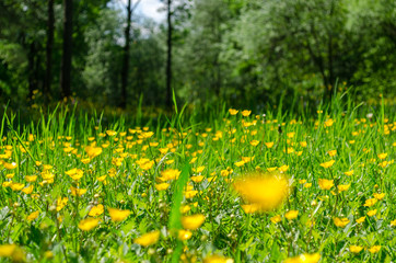Yellow flowers in green grass close up