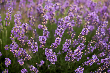 Naklejka premium Lavender