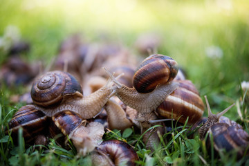 Snails