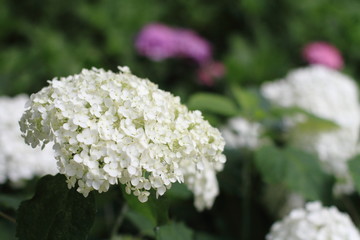 長谷寺　眺望散策路のあじさい