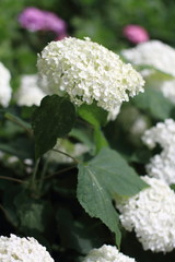 長谷寺　眺望散策路のあじさい