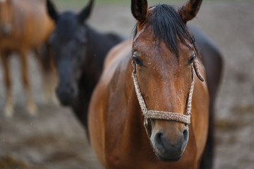 Fototapeta premium Horses in the rain