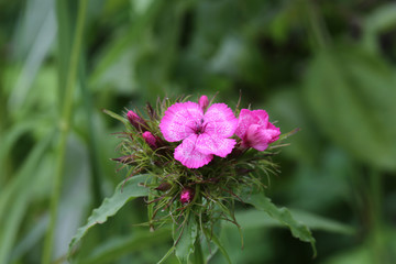 Fototapeta premium Carnation flower garden