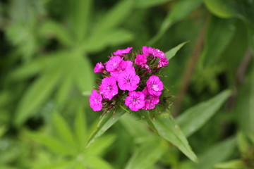 Carnation flower garden